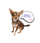 我が家の愛犬の生活写真（個別スタンプ：6）