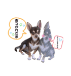 我が家の愛犬の生活写真（個別スタンプ：7）