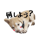 まる子 幡多（個別スタンプ：1）