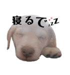 まる子 幡多（個別スタンプ：4）