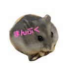 可愛いハムず（個別スタンプ：1）