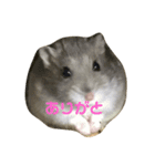 可愛いハムず（個別スタンプ：4）