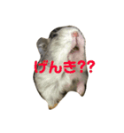 可愛いハムず（個別スタンプ：8）
