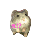 可愛いハムず（個別スタンプ：9）
