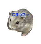 可愛いハムず（個別スタンプ：14）