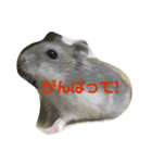 可愛いハムず（個別スタンプ：15）