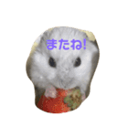 可愛いハムず（個別スタンプ：16）