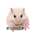 ハムちゃんズ！！！（個別スタンプ：1）