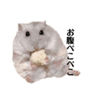 ハムちゃんズ！！！（個別スタンプ：3）
