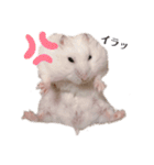 ハムちゃんズ！！！（個別スタンプ：5）
