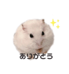ハムちゃんズ！！！（個別スタンプ：6）
