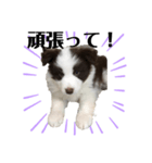 エディーちゃん 子犬 ボーダーコリー（個別スタンプ：4）