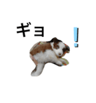 エディーちゃん 子犬 ボーダーコリー（個別スタンプ：5）