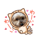 ヨーキー蓮くん（個別スタンプ：7）