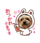 ヨーキー蓮くん（個別スタンプ：8）