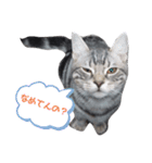 American Shorthair7,10,7（個別スタンプ：1）