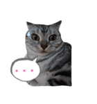 American Shorthair7,10,7（個別スタンプ：2）