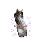 American Shorthair7,10,7（個別スタンプ：3）