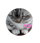 American Shorthair7,10,7（個別スタンプ：5）