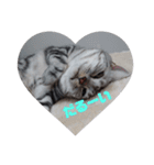 American Shorthair7,10,7（個別スタンプ：6）