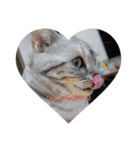 American Shorthair7,10,7（個別スタンプ：9）