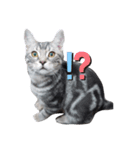 American Shorthair7,10,7（個別スタンプ：11）