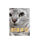 American Shorthair7,10,7（個別スタンプ：12）