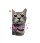 American Shorthair7,10,7（個別スタンプ：13）