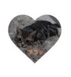 American Shorthair7,10,7（個別スタンプ：14）
