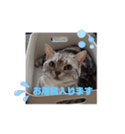 American Shorthair7,10,7（個別スタンプ：15）