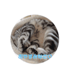 American Shorthair7,10,7（個別スタンプ：16）