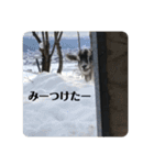 やなお家の愉快などうぶつたち①（個別スタンプ：1）