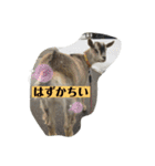 やなお家の愉快などうぶつたち①（個別スタンプ：3）