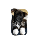 やなお家の愉快などうぶつたち①（個別スタンプ：6）