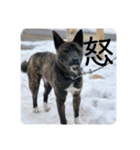 やなお家の愉快などうぶつたち①（個別スタンプ：7）