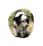 やなお家の愉快などうぶつたち①（個別スタンプ：8）