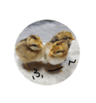 やなお家の愉快などうぶつたち①（個別スタンプ：11）