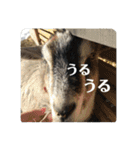 やなお家の愉快などうぶつたち①（個別スタンプ：13）