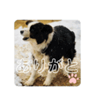 やなお家の愉快などうぶつたち①（個別スタンプ：17）