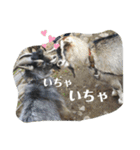 やなお家の愉快などうぶつたち①（個別スタンプ：22）