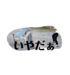 やなお家の愉快などうぶつたち①（個別スタンプ：24）