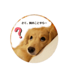 りくのわんわんスタンプ（個別スタンプ：6）