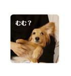 りくのわんわんスタンプ（個別スタンプ：9）