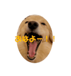 りくのわんわんスタンプ（個別スタンプ：12）