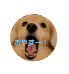 りくのわんわんスタンプ（個別スタンプ：13）