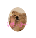 りくのわんわんスタンプ（個別スタンプ：17）