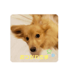 りくのわんわんスタンプ（個別スタンプ：19）