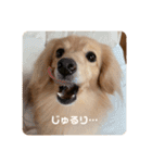 りくのわんわんスタンプ（個別スタンプ：22）