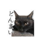 うにとすあま《ドライ編》（個別スタンプ：6）