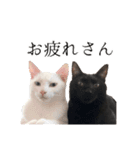 うにとすあま《ドライ編》（個別スタンプ：8）
